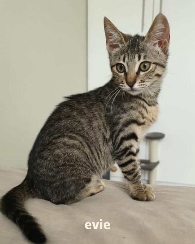 Evie