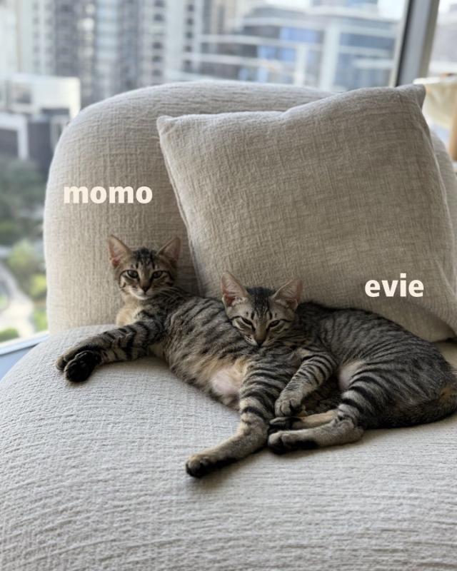 Evie