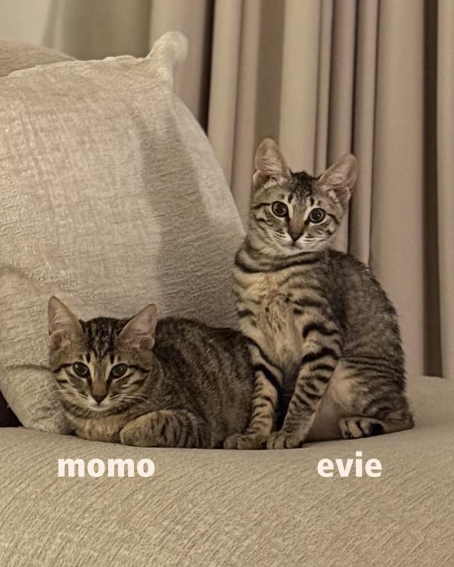 Evie