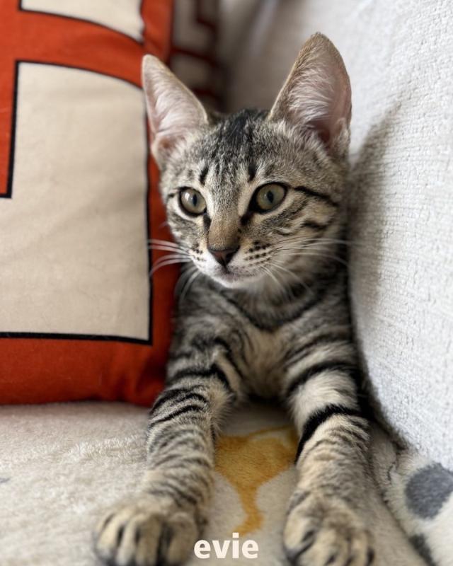 Evie