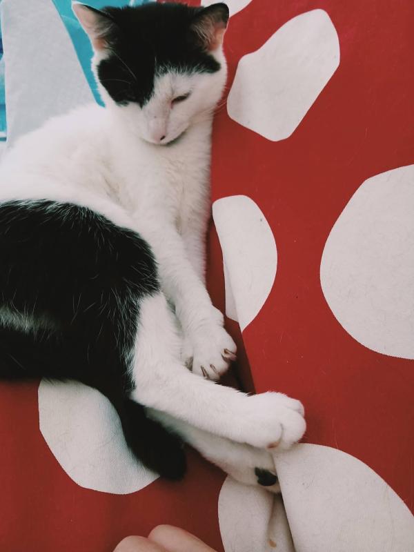 Mimi