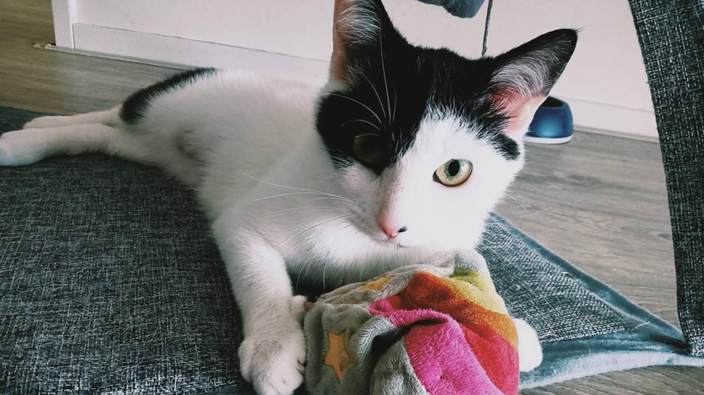 Mimi