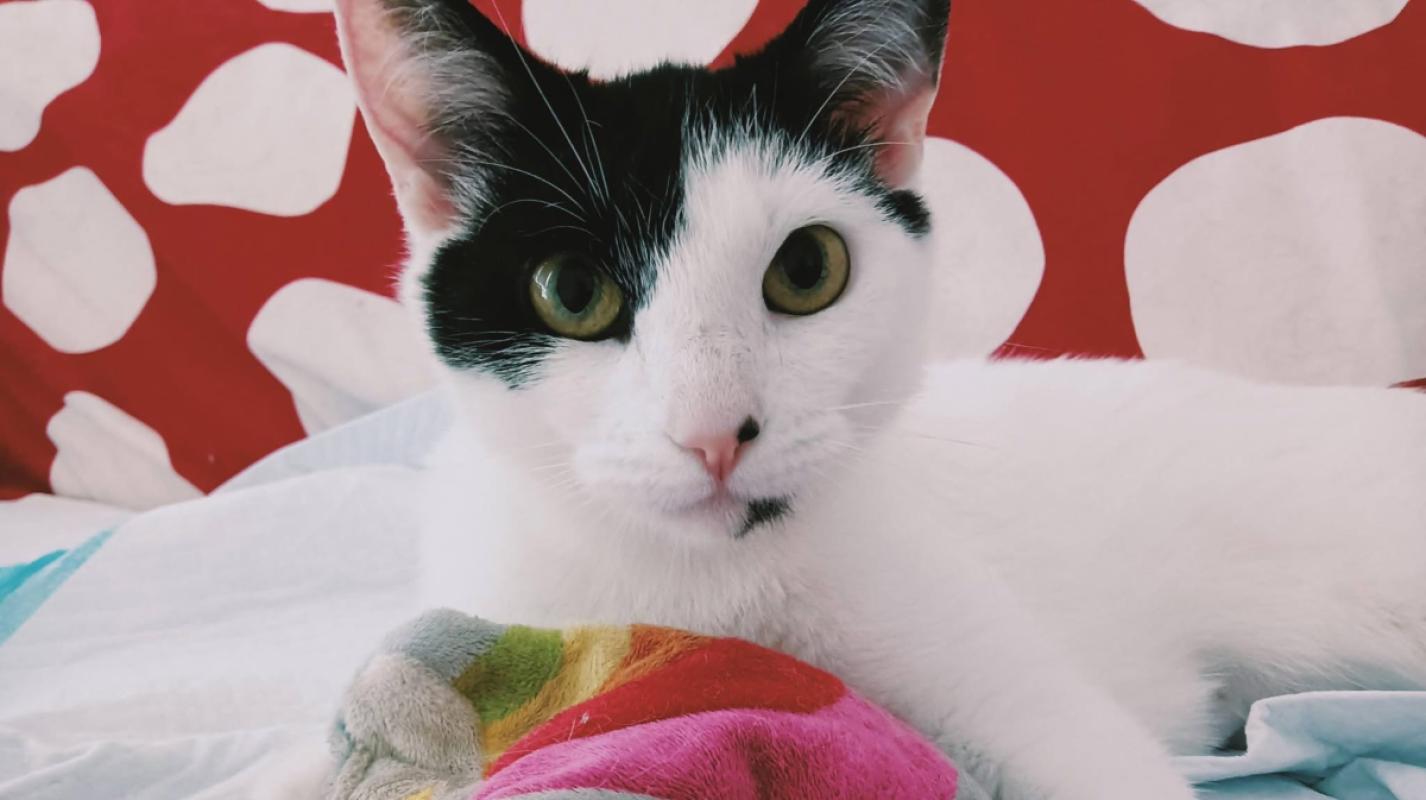 Mimi