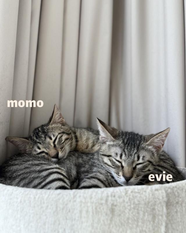 Momo