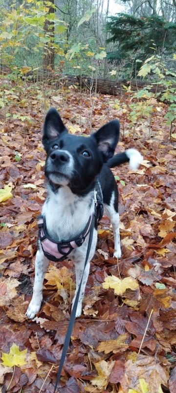 Bella