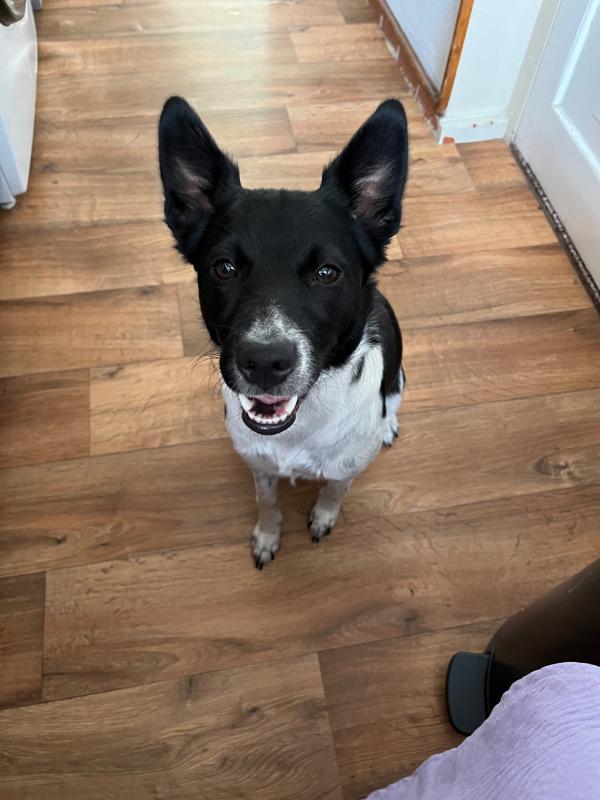 Bella