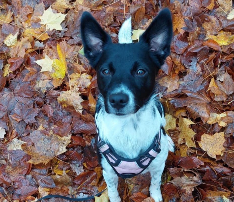 Bella
