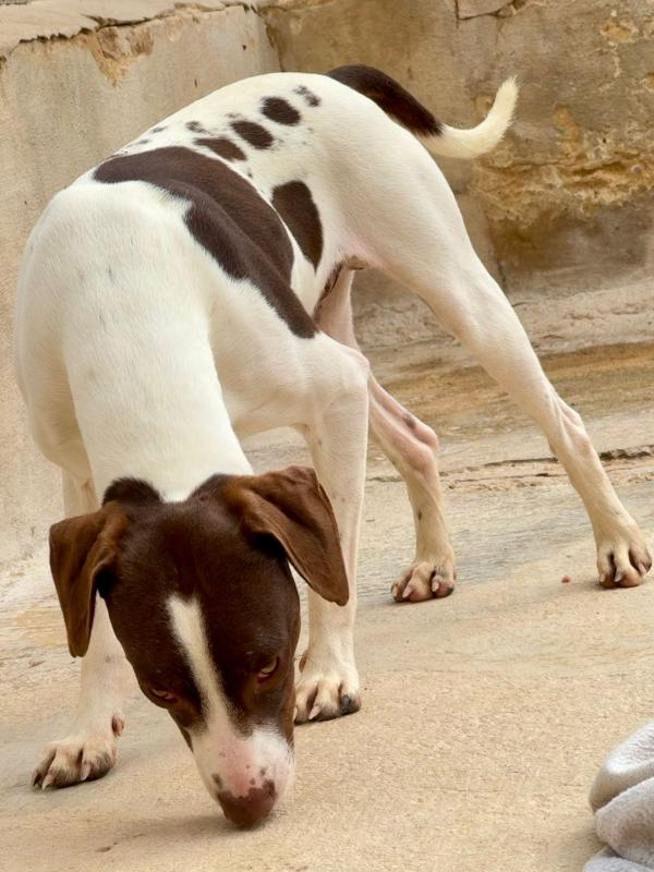 Lorry