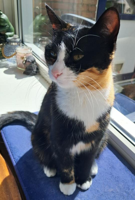 Gizmo
