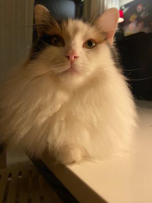 Feniks