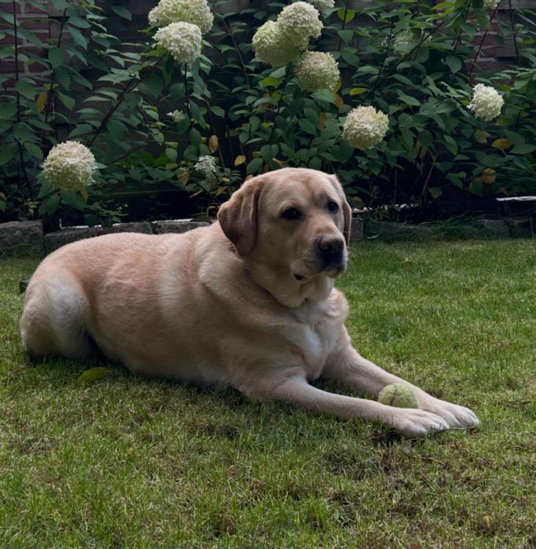 Ollie