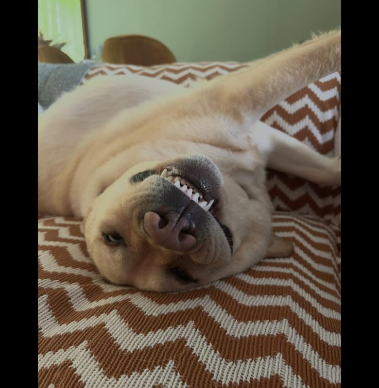 Ollie