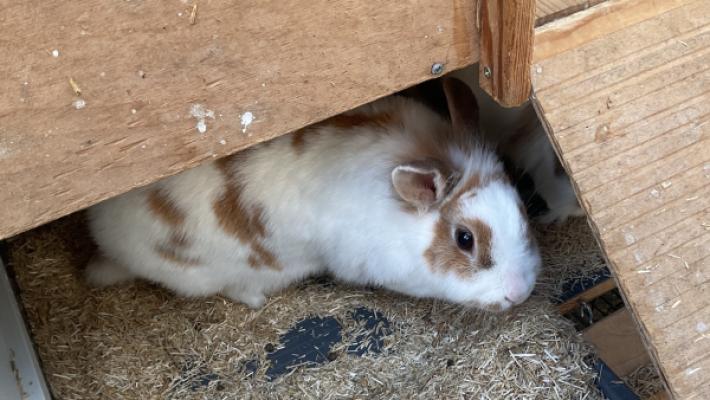 Pip
