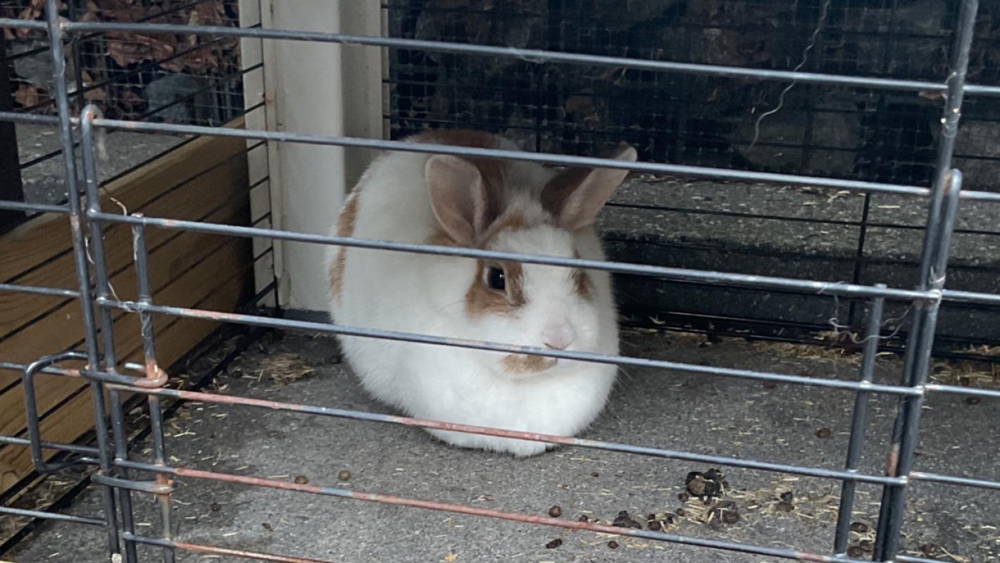 Pip