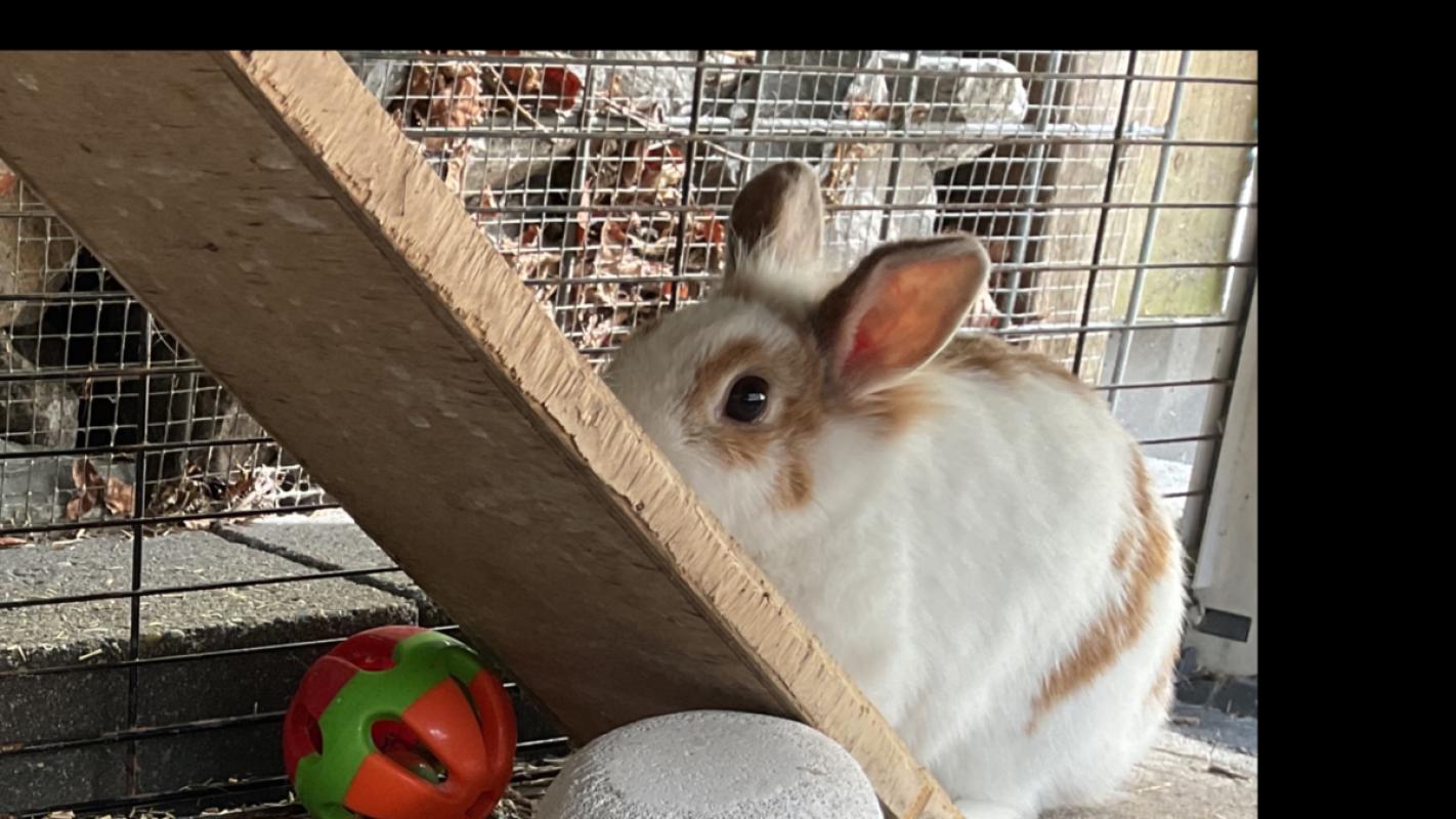 Pip