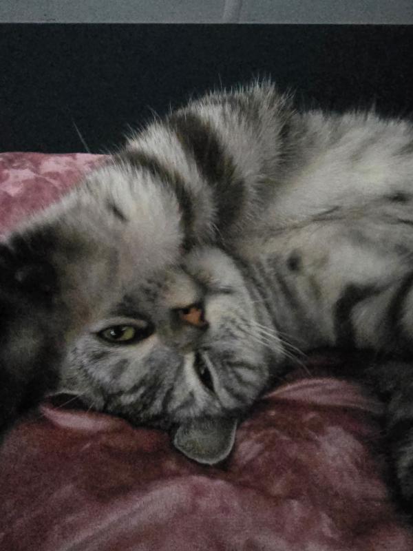 Ollie