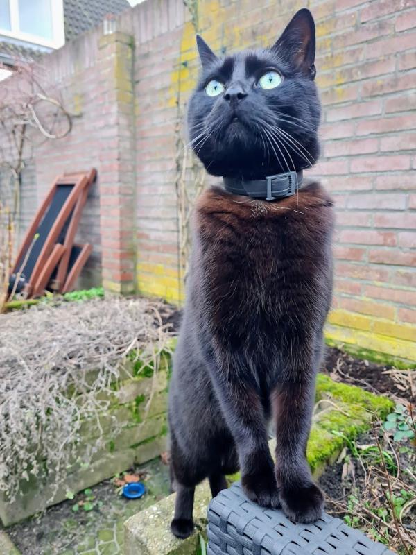 Boris