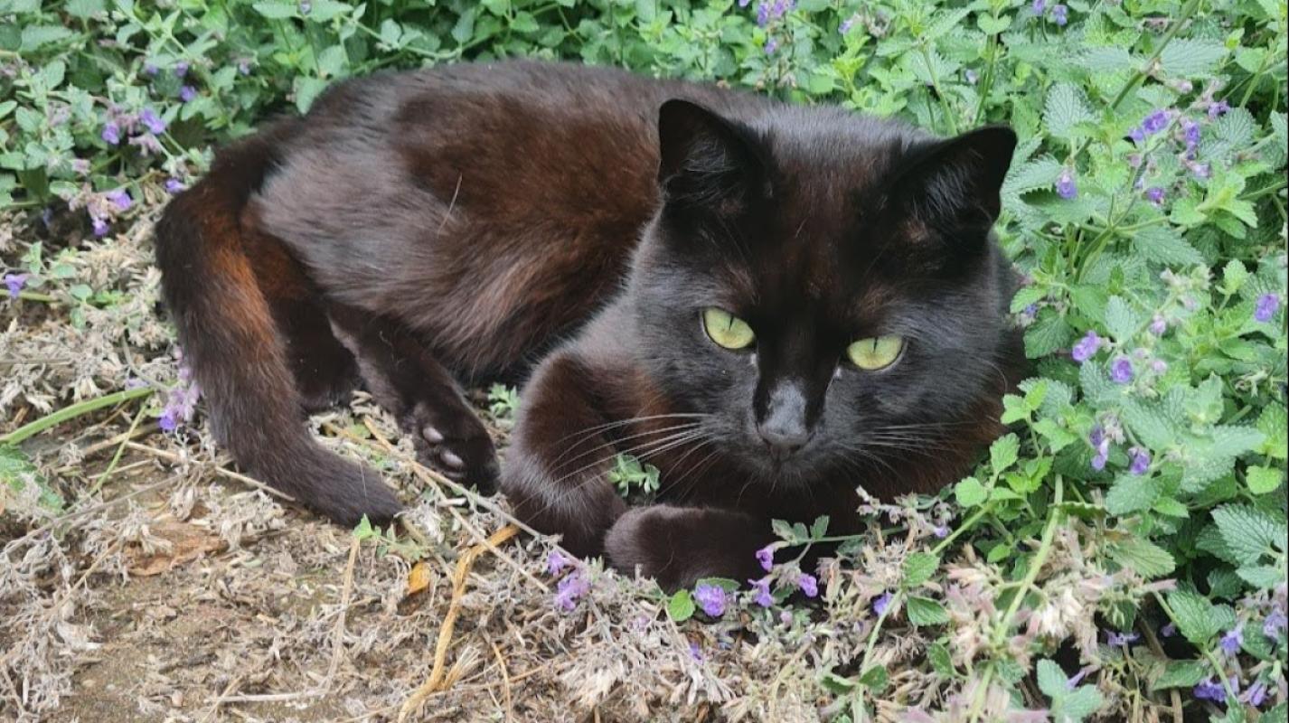 Boris