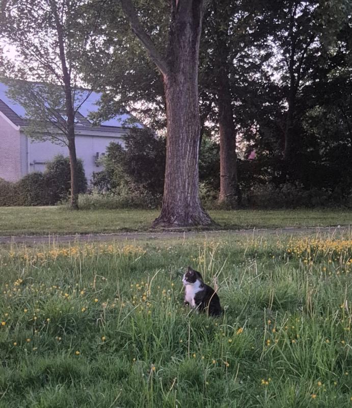 Tijger