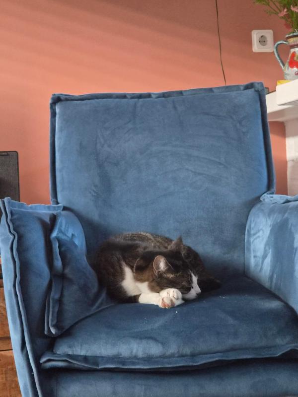 Tijger