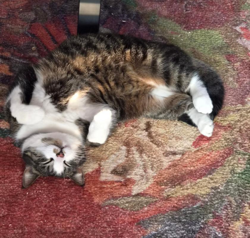 Tijger