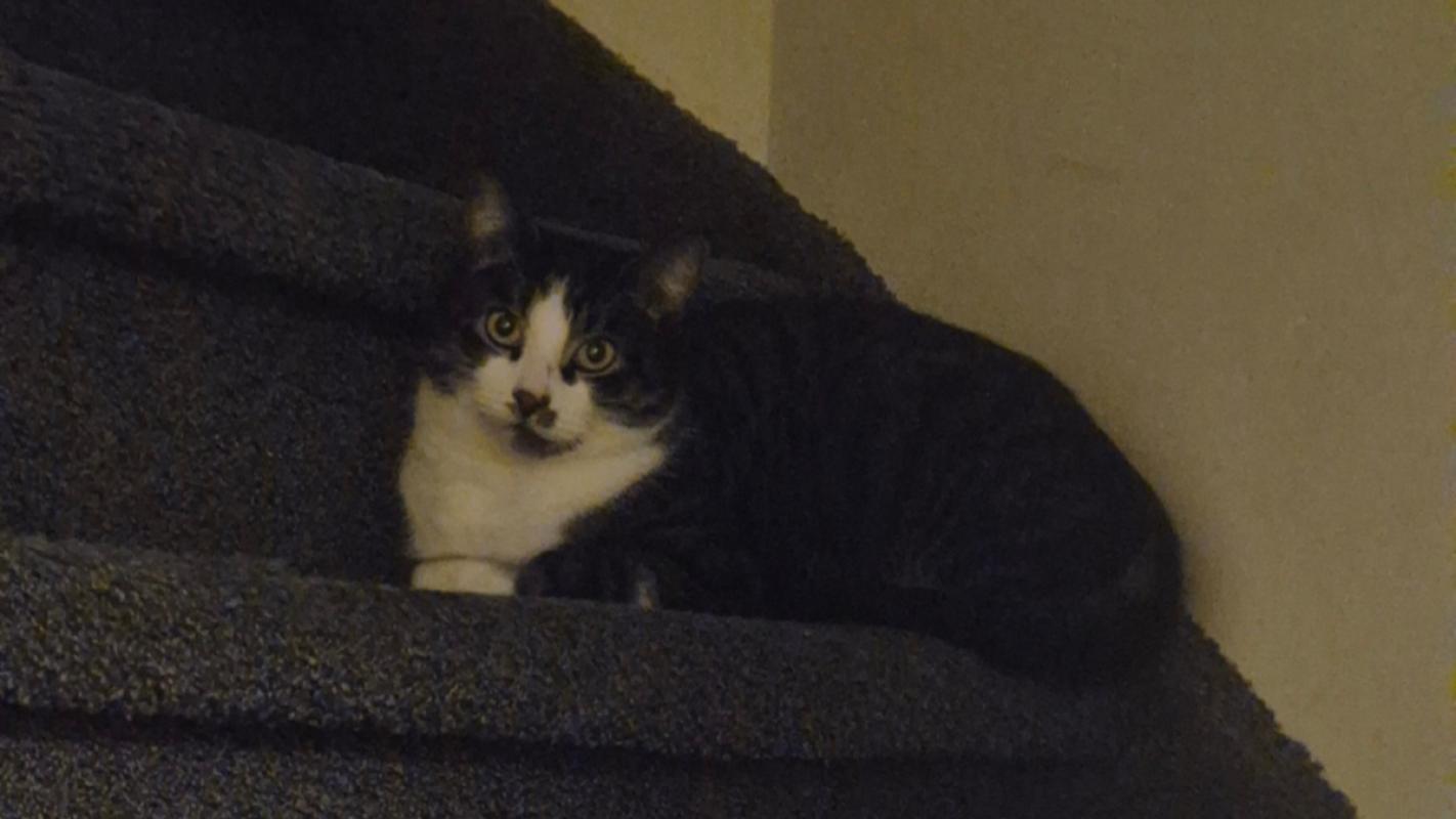Tijger