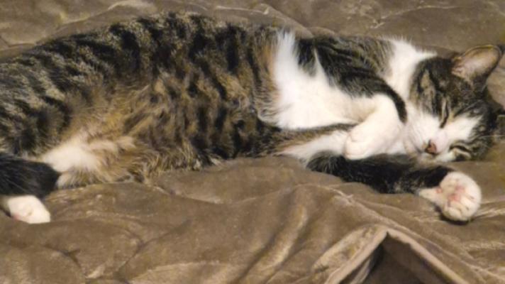 Tijger