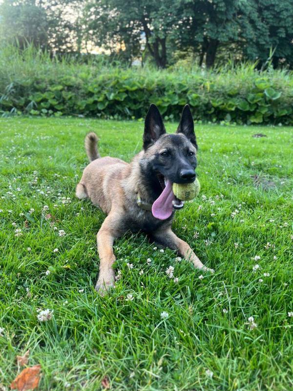 Luci