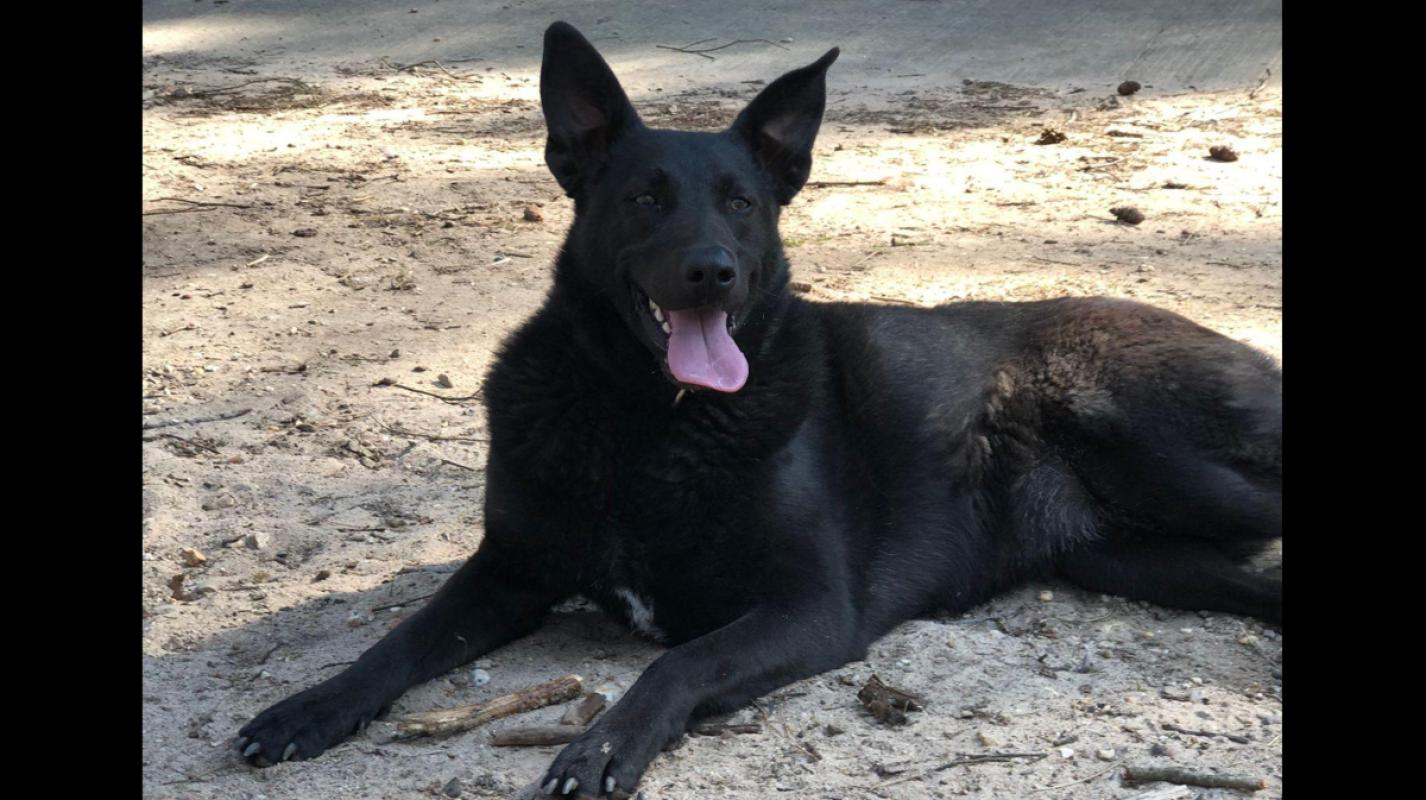 Kaya