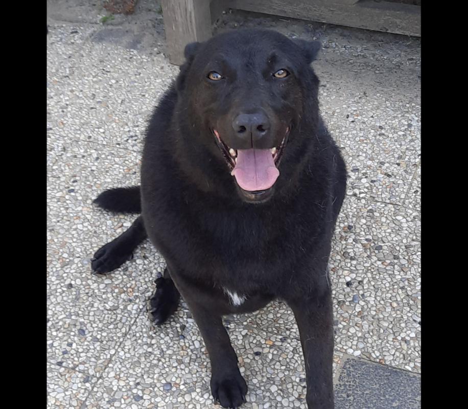 Kaya