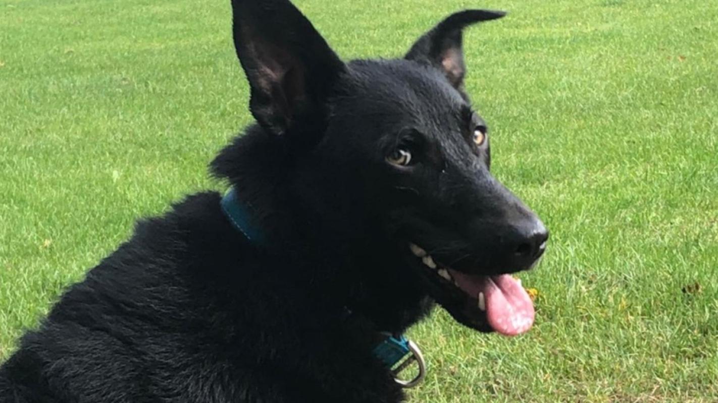 Kaya