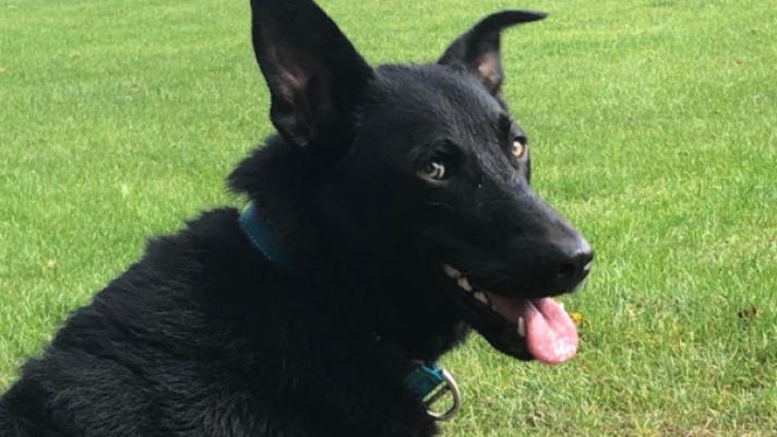 Kaya