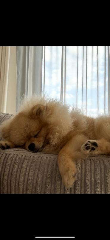 Aslan
