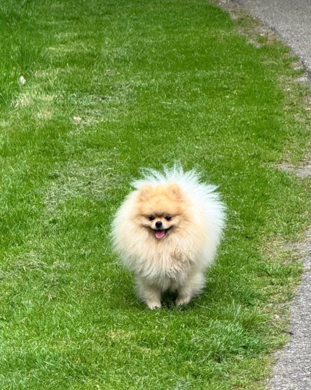 Aslan
