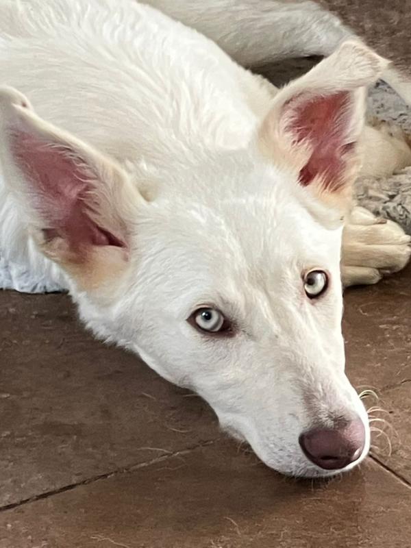 Sensi