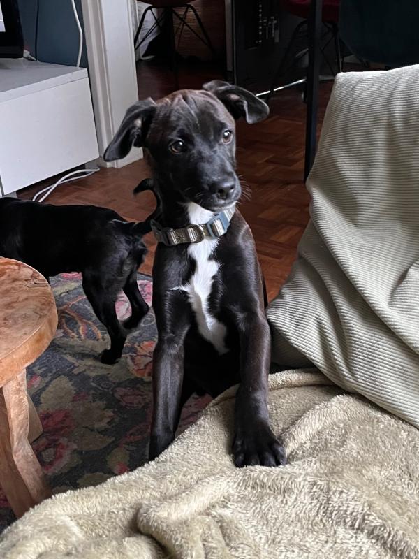 Luca