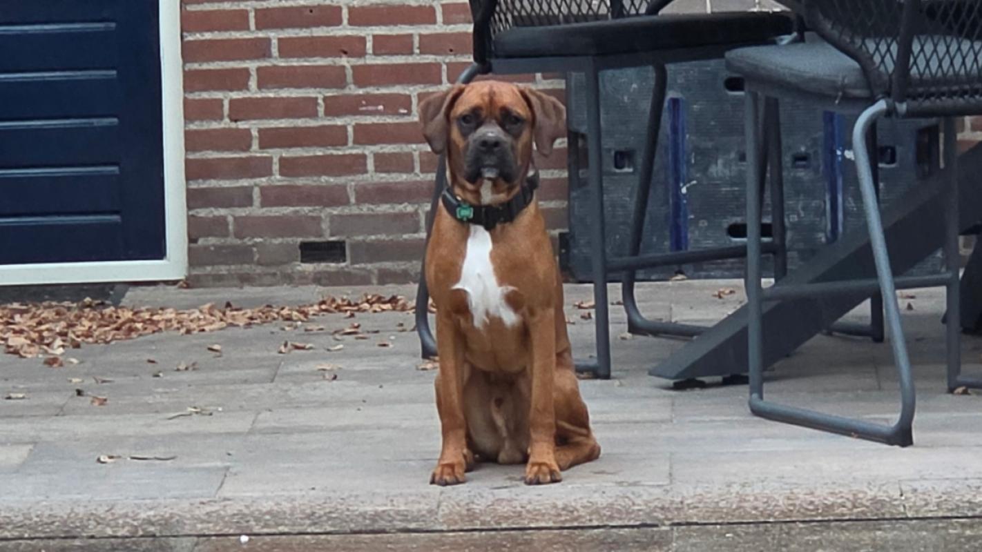 Dyco