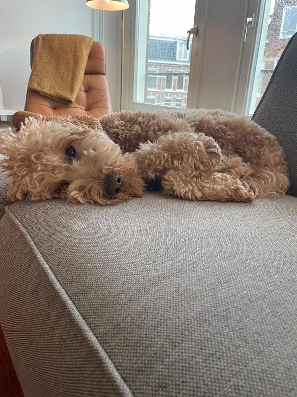 Frenkie