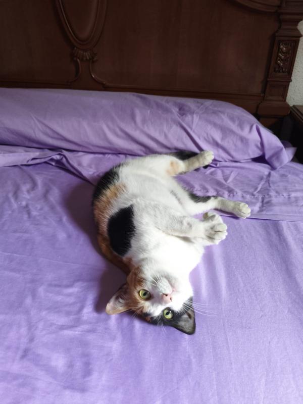 Tai