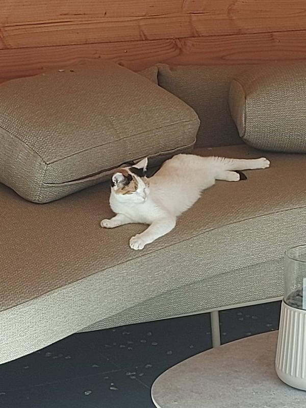 Lola