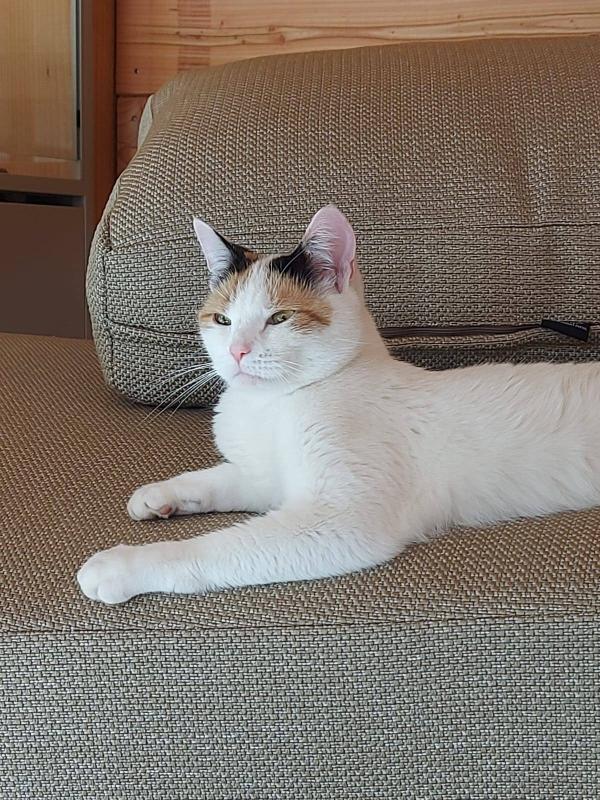 Lola