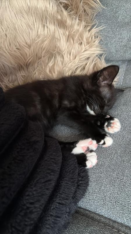Leo