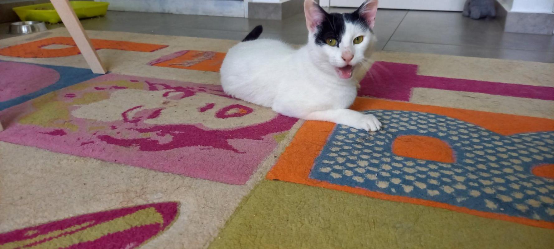 Bianca