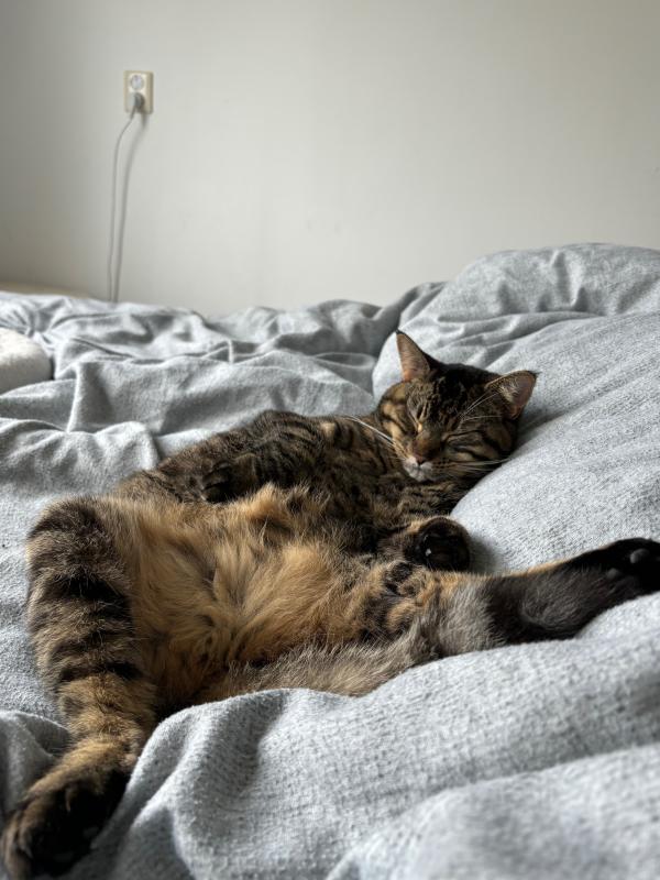 Ollie