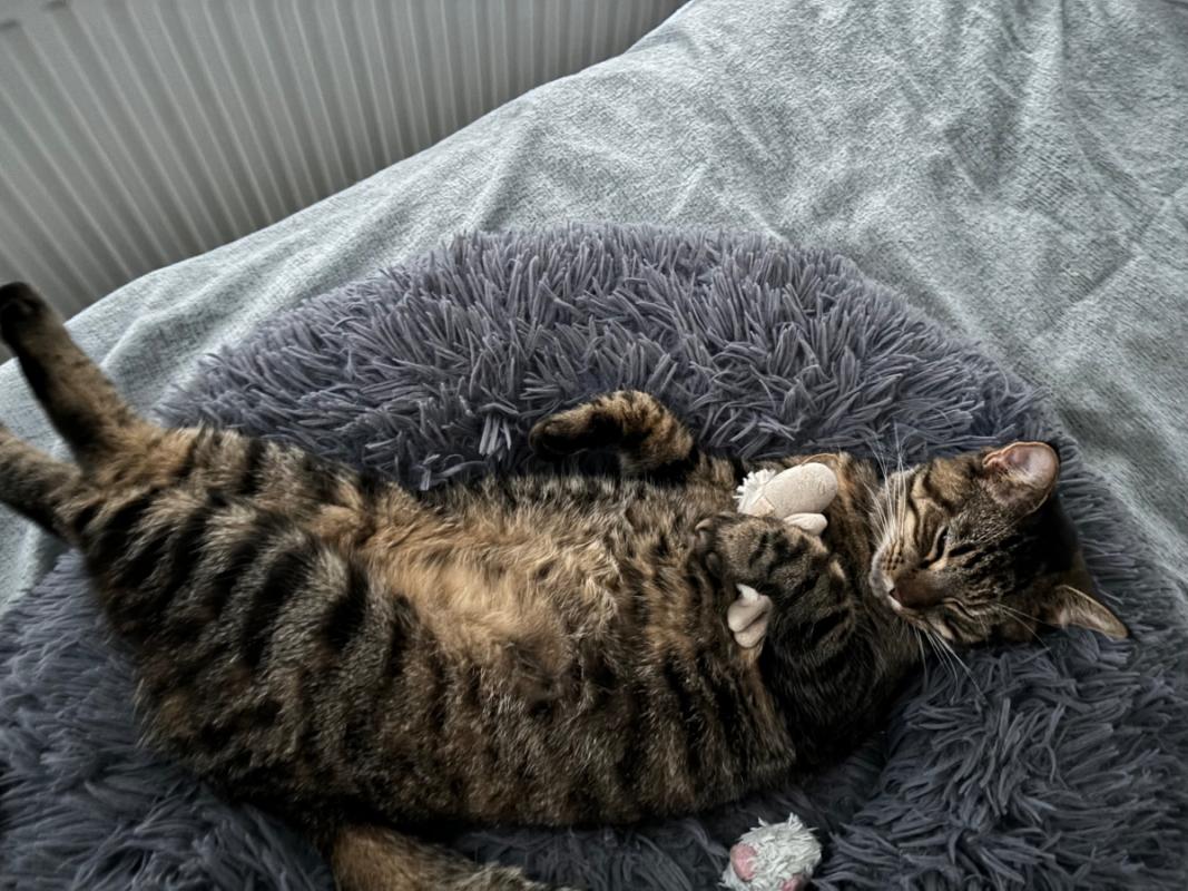 Ollie