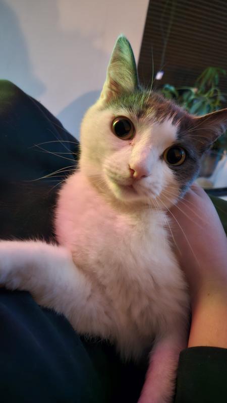 Juna
