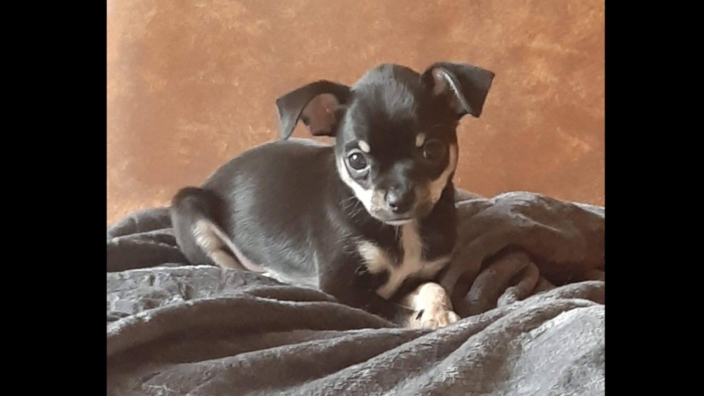 Milo