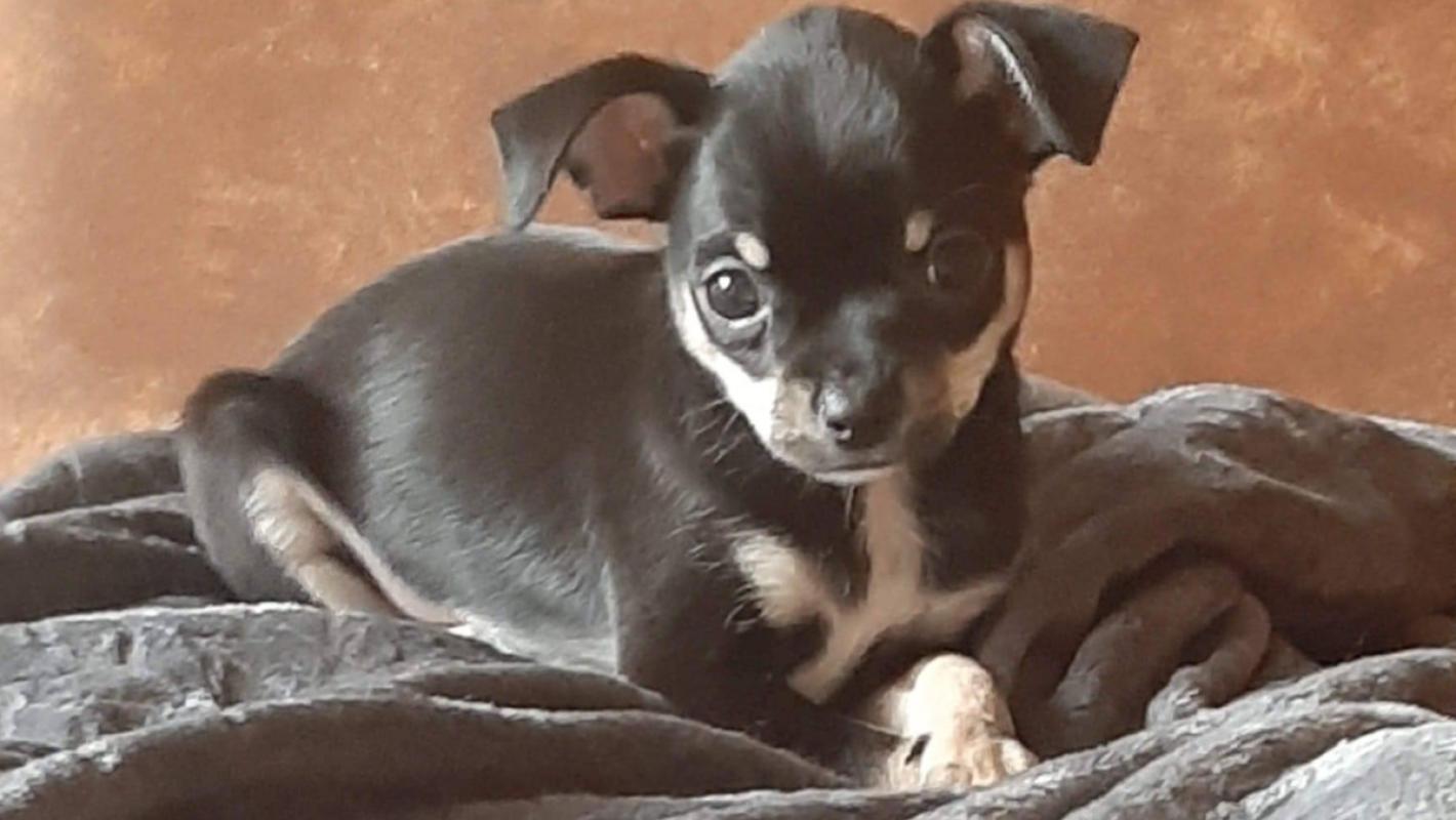 Milo