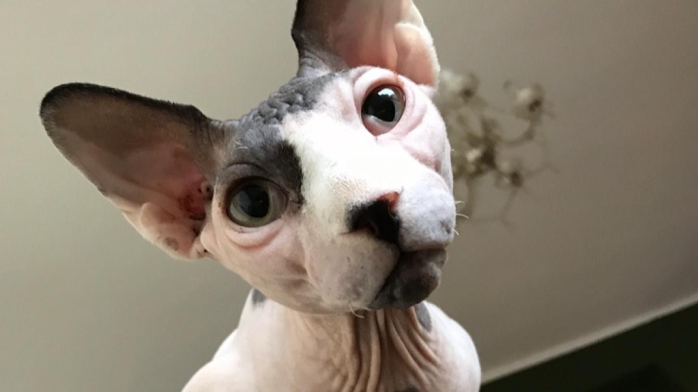 Vladimir