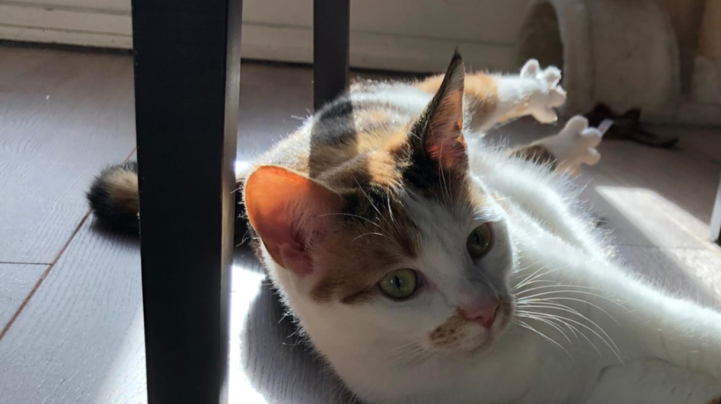 Zoë